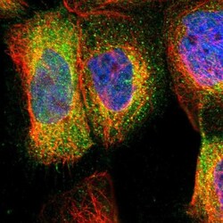 MCM4 Antibody, Novus Biologicals:Antibodies:Primary Antibodies